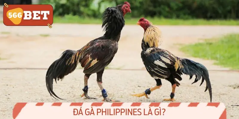 Đá gà Philippines là gì?