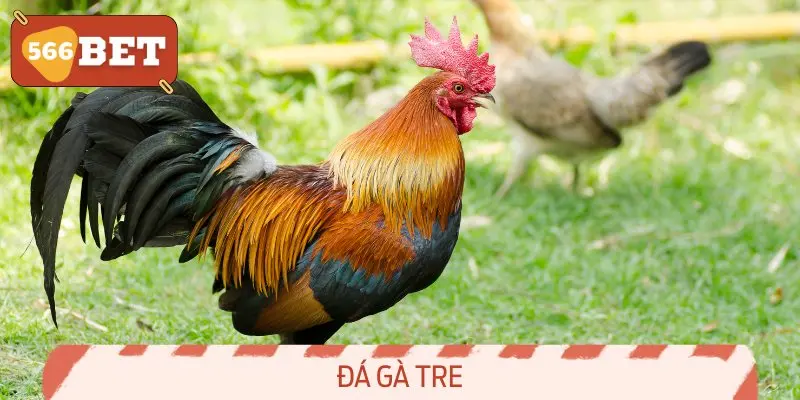 Gà tre xuất phát từ người Khơ me