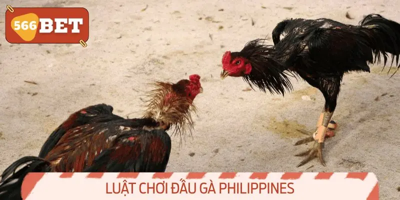 Luật chơi đấu gà Philippines