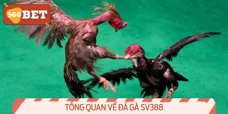 Tổng quan về đá gà sv388