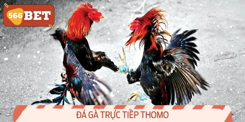 Đá gà trực tiếp thomo