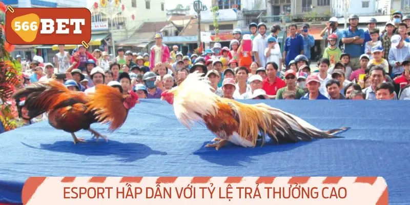 Esport hấp dẫn với tỷ lệ trả thưởng cao