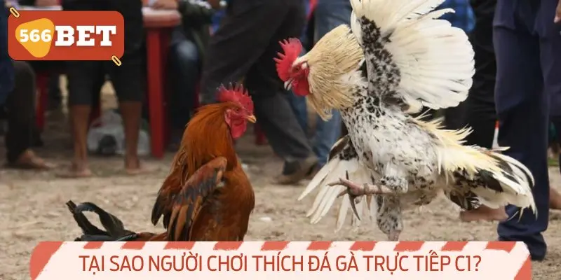 Tại sao người chơi thích Đá gà trực tiếp C1?
