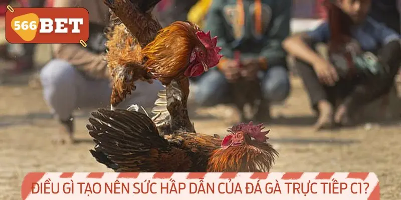 Điều gì tạo nên sức hấp dẫn của Đá gà trực tiếp C1?
